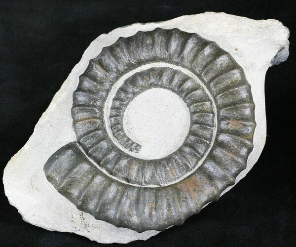 Anetoceras Ammonite With Trilobite Head #23867